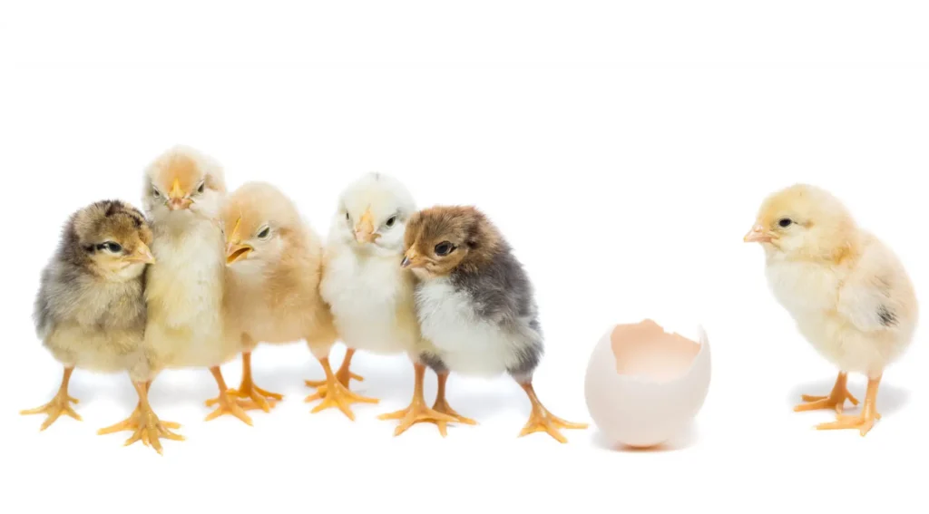 chicks